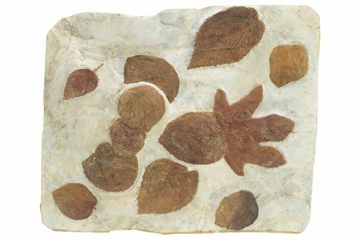 Plate of Paleocene Fossil Leaves - Glendive, Montana #227725